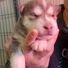 Pomsky Puppies from Bluebonnet Pomskies