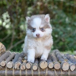 Bingo - Red and white female Pomsky puppy in Coos Bay, Oregon from Ocean View Pomskies