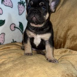 French Bulldog Puppies from Fairy’s Frenchies