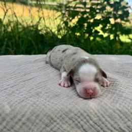 Red Merle Male 2 - Red merle male Miniature Australian Shepherd puppy in Stuart, Virginia from Apple Tree Mini Aussies