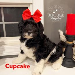 Cupcake - Black and white female Bernedoodle puppy in Heyworth, Illinois from Cobble Creek Puppies