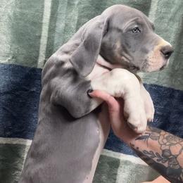 Great Dane Puppies from North Cedar Danes