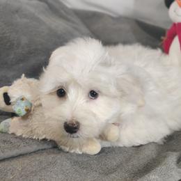 Santi: OFA and CHIC sire - White male Coton de Tulear puppy in Westfield, North Carolina from Legacy Pets