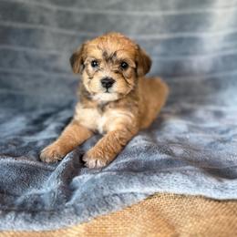 Boomer - Sable male Schnoodle puppy in Atoka, Oklahoma from Boggy Depot Cavaliers & Friends