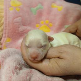 Symphony - White female Havapoo puppy in North Carolina from Faithful Hearts Kennel