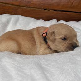 George - Golden male Golden Retriever puppy in North Pole, Alaska from Mulberry Retrievers