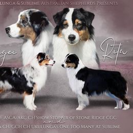 Australian Shepherds from Sublime Australian Shepherds