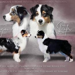 Australian Shepherds from Sublime Australian Shepherds