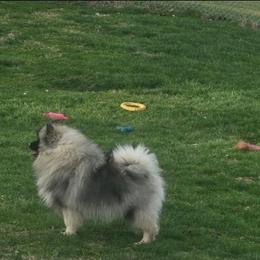 Beef - Keeshond