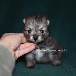 Koda - Wolf sable male Pomsky puppy in Coos Bay, Oregon from Ocean View Pomskies