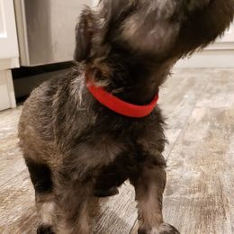 Miniature Schnauzer Puppies from Lockwood Schnauzers