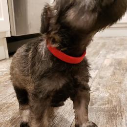 Miniature Schnauzer Puppies from Lockwood Schnauzers