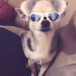 Chihuahua All Grown Up from Foxy's Legacy Chihuahuas