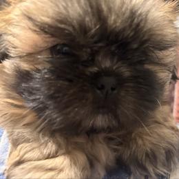 Qing yi ( sunny joy) - Sable and white male Shih Tzu puppy in Kingsland, Georgia from Shih-Tzu Puppy Dynasty
