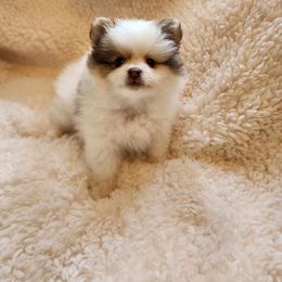 Pomeranian Puppies from Deborah's Darlings
