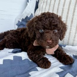 Groot- tan collar boy - Chocolate male Cavapoo puppy in Melbourne, Florida from Space Coast Doodle Co.