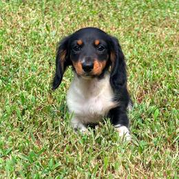 Clyde - Piebald male Dachshund puppy in Augusta, Georgia from Cherokee Hill Dachshunds