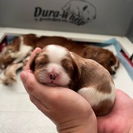 Cavalier King Charles Spaniel puppies from Queen Cavaliers