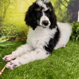 Poodle Puppies from El Silencio Standard Poodles