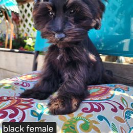 Miniature Schnauzer Puppies from J&L Floppy Eared Schnauzers