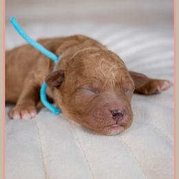 Ash - Red male Cockapoo puppy in Connersville, Indiana from Deaz Doodle Ranch