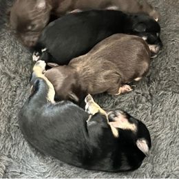 Miniature Schnauzer Puppies from Rodriquis Pasley
