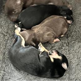 Miniature Schnauzer Puppies from Rodriquis Pasley