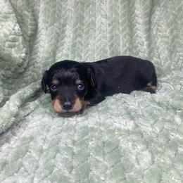 Heinz - Black and tan male Dachshund puppy in Richmond, Virginia from Paw Prints