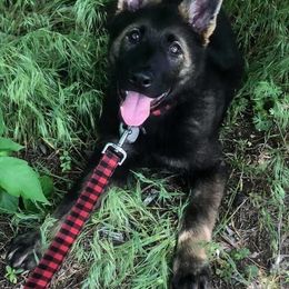 German Shepherd Puppies from Smoky Hill Shepherds