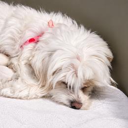 LASER - White male Maltese puppy in Belleville, Michigan from Michigan Maltese Puppies