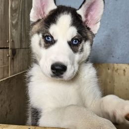 Boy 5 snow - Black and white Siberian Husky puppy in Springfield, Massachusetts from 16acreshuskies