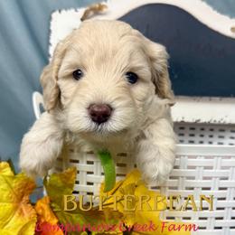 Butterbean - Caramel cream female Labradoodle puppy in Bowman, Georgia from Companion Creek Farm