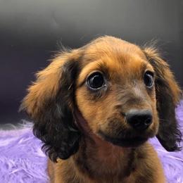 Dachshund Puppies from Lavendell Dachshunds