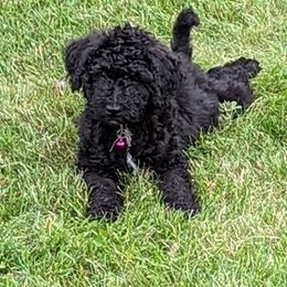 Minnie sota - Goldendoodle puppy in Michigan from Happy Chaos Farm
