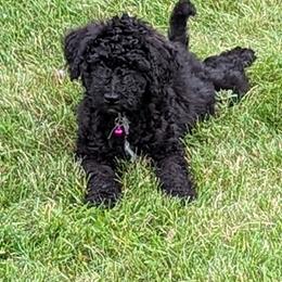 Minnie sota - Goldendoodle puppy in Michigan from Happy Chaos Farm