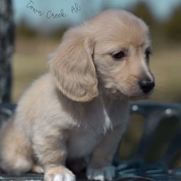 Dachshund Puppies from Dirt Road Doxies