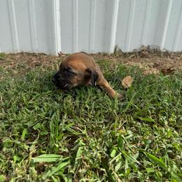 Girl 3 - Red female Bloodhound puppy in Tahlequah, Oklahoma from HNH Hounds