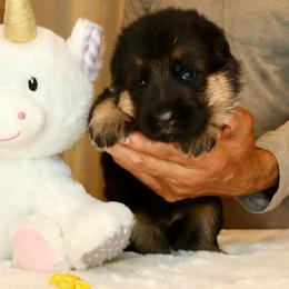 Yellow collar - Black and red female German Shepherd puppy in Stockton, California from Zaragoza German Shepherds