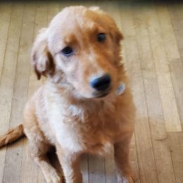Sophia - Golden Retriever