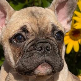 French Bulldogs from Priscilla's Frenchies