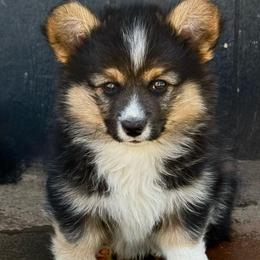 Blue - Black and tan male Pembroke Welsh Corgi puppy in Red Bluff, California from Circle T Livestock & K9 Co.