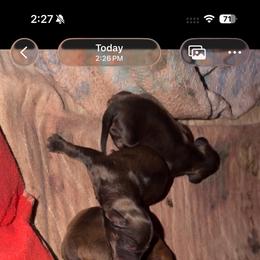 Ralf - Brindle male Dachshund puppy in Livingston, Kentucky from Illyria Dox & GSD
