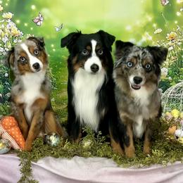 Miniature American Shepherds, Miniature Australian Shepherds, and Toy Australian Shepherds from Corner Oak Aussies