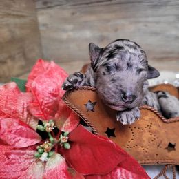 Rio - Merle male Goldendoodle puppy in Woodburn, Indiana from DNLS Doodle Puppies