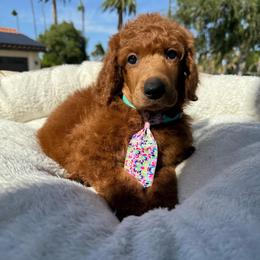 Gray collar - Red  male Poodle puppy in Riverside, California from Riverside red poodles