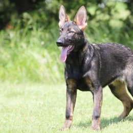 Pink Collar - Sable German Shepherd puppy in Rockwall, Texas from Debut Shepherds