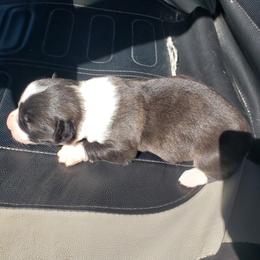 Brenda - Brindle and white female Cardigan Welsh Corgi puppy in Myton, Utah from Cardigan Corgi Cuties 💓