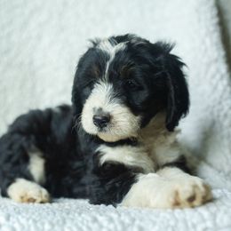 Girl 1 - female Australian Mountain Doodle puppy in Travelers Rest, South Carolina from Upstate Aussie Mountain Doodles