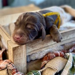 AKC Flint (Yellow) - Chocolate and cream male Dachshund puppy in Cherry Valley, California from Sugar and Spice Dachshunds