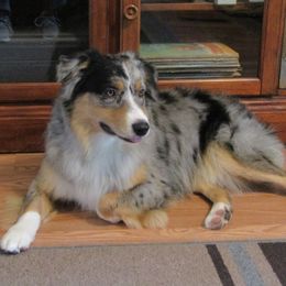 Miniature Australian Shepherds from puppy